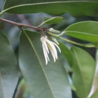 Xylopia nigricans Hook.f. & Thomson